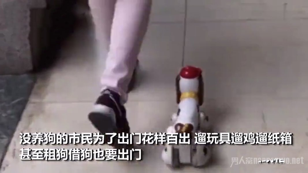 西班牙市民为出门租狗遛