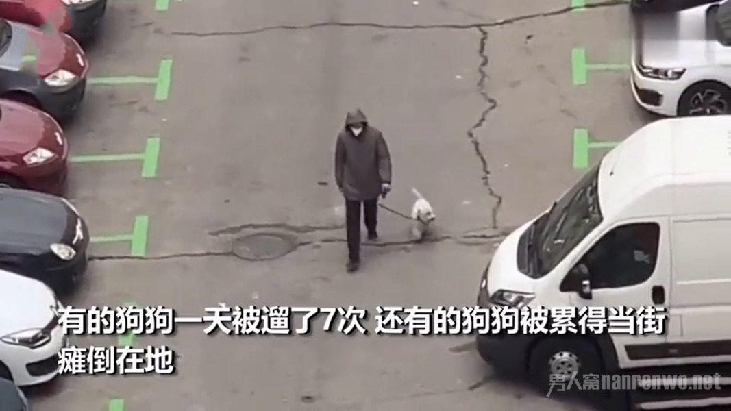 西班牙市民为出门租狗遛