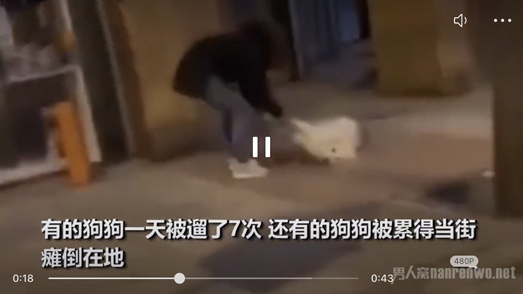 西班牙市民为出门租狗遛