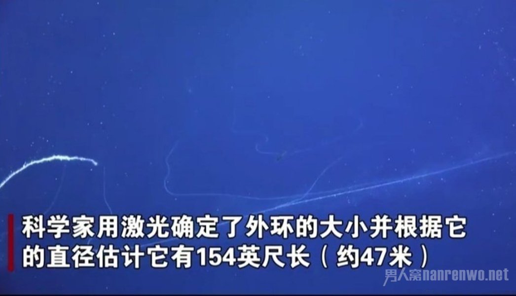 澳大利亚深海拍到47米长管状水母