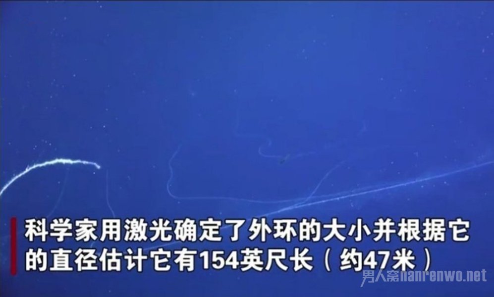 澳大利亚深海拍到47米长管状水母