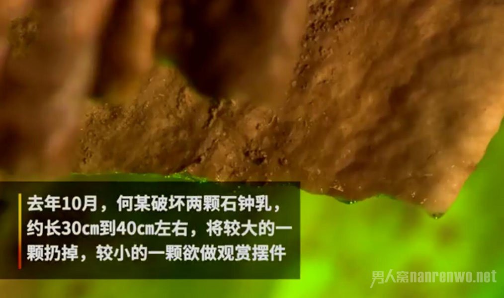 游客掰断两颗数万年石钟乳