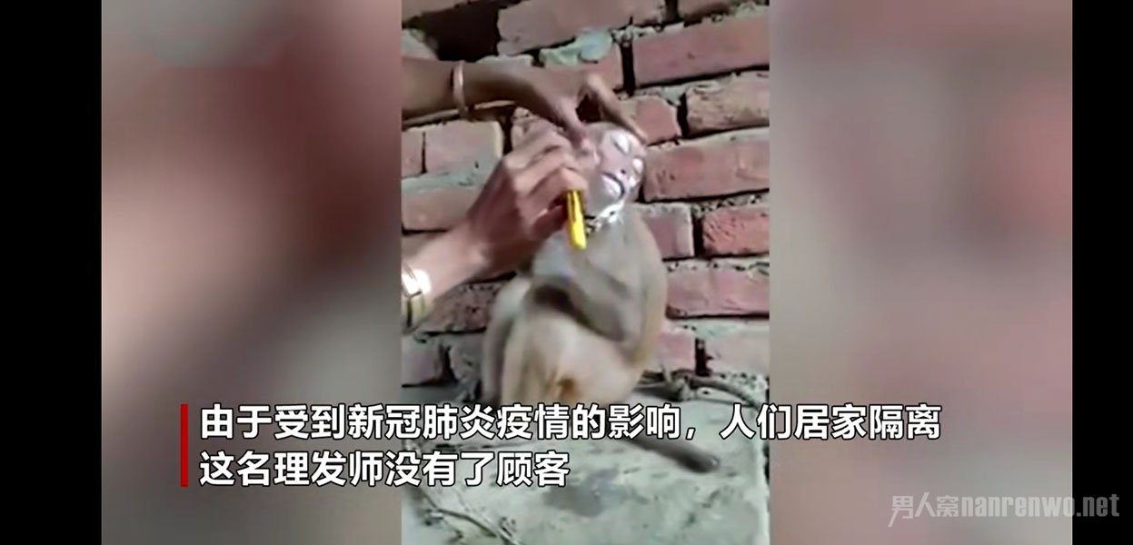 理发师没有顾客给猴子理发