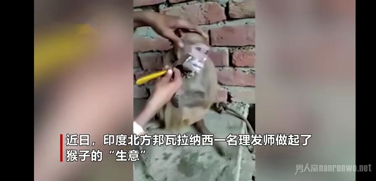 理发师没有顾客给猴子理发