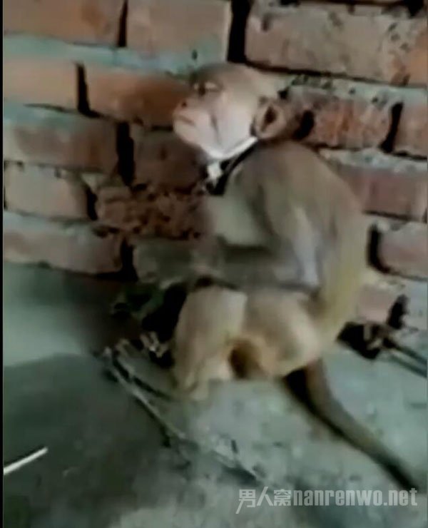 理发师没有顾客给猴子理发