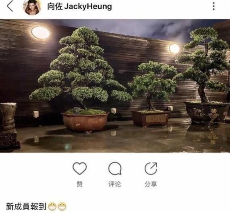 向佐就在绿洲晒出三盆盆栽
